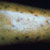 thumbnail image of Flea bites