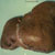 thumbnail image of Kaposi sarcoma: liver at autopsy